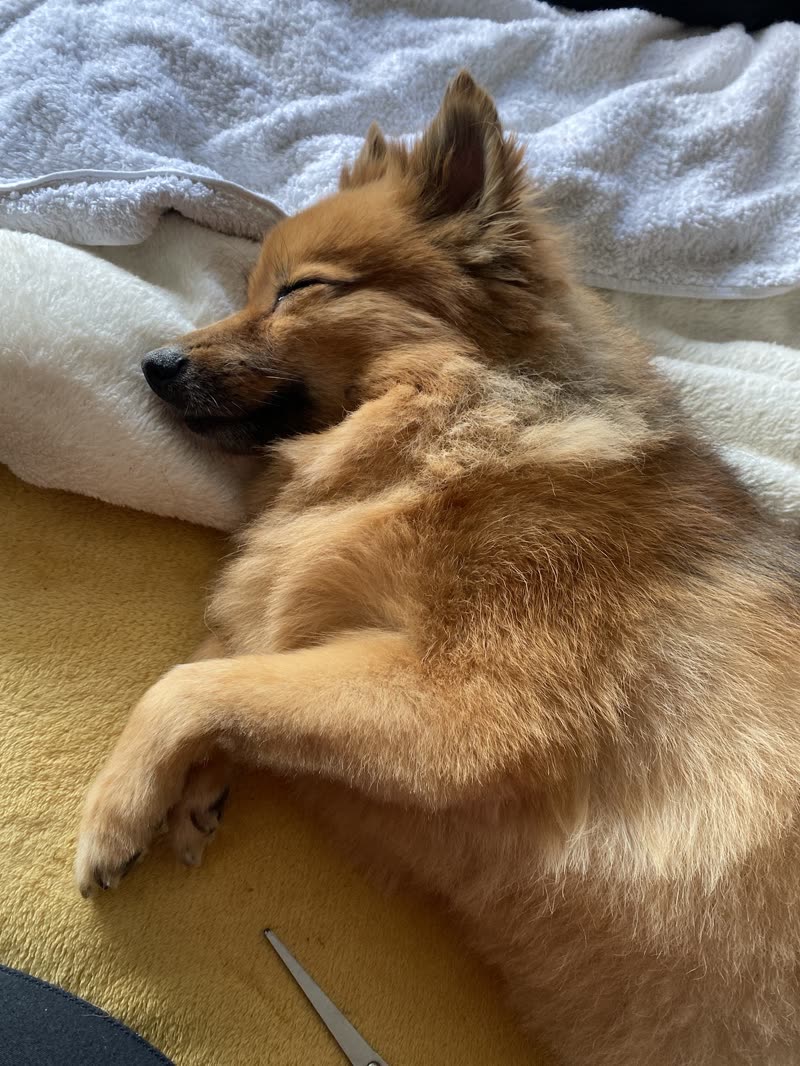 A nervous dog lying calmly on a towel while its paw is handled during grooming