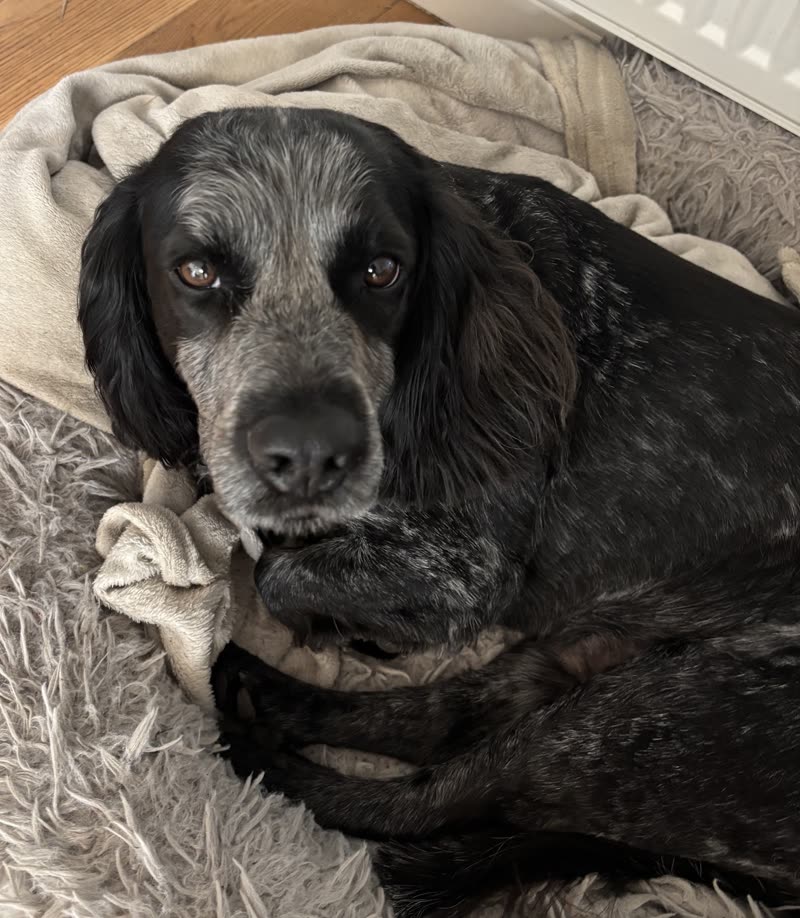 A roan cocker spaniel curled up on a fluffy bed after grooming