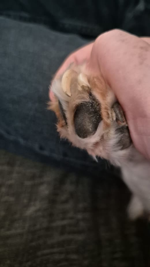 Close-up of a groomer holding a dog's paw with overgrown fur between the pads
