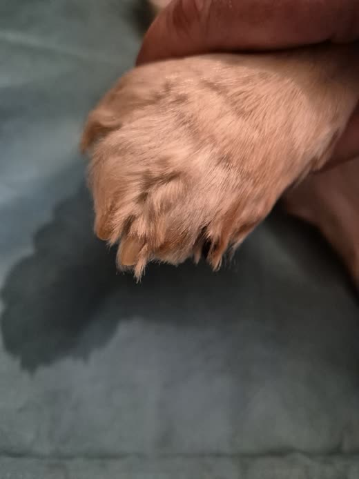 The same paw after tidying, pads clean and fur trimmed short between the toes