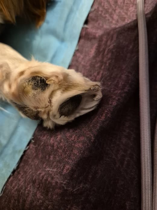 Close-up of a dog's hind paw on a dark blanket with heavily matted fur around the pad