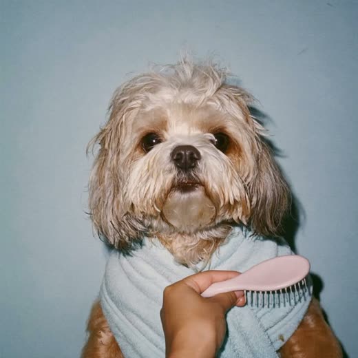 A small dog freshly bathed and brushed out